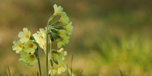 Schlüsselblume